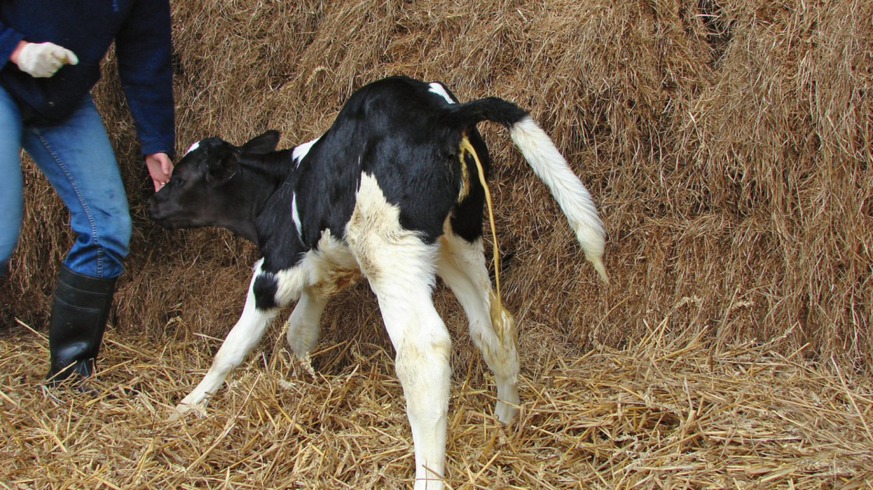 Kalb mit Durchfall wegen Kälberdurchfall