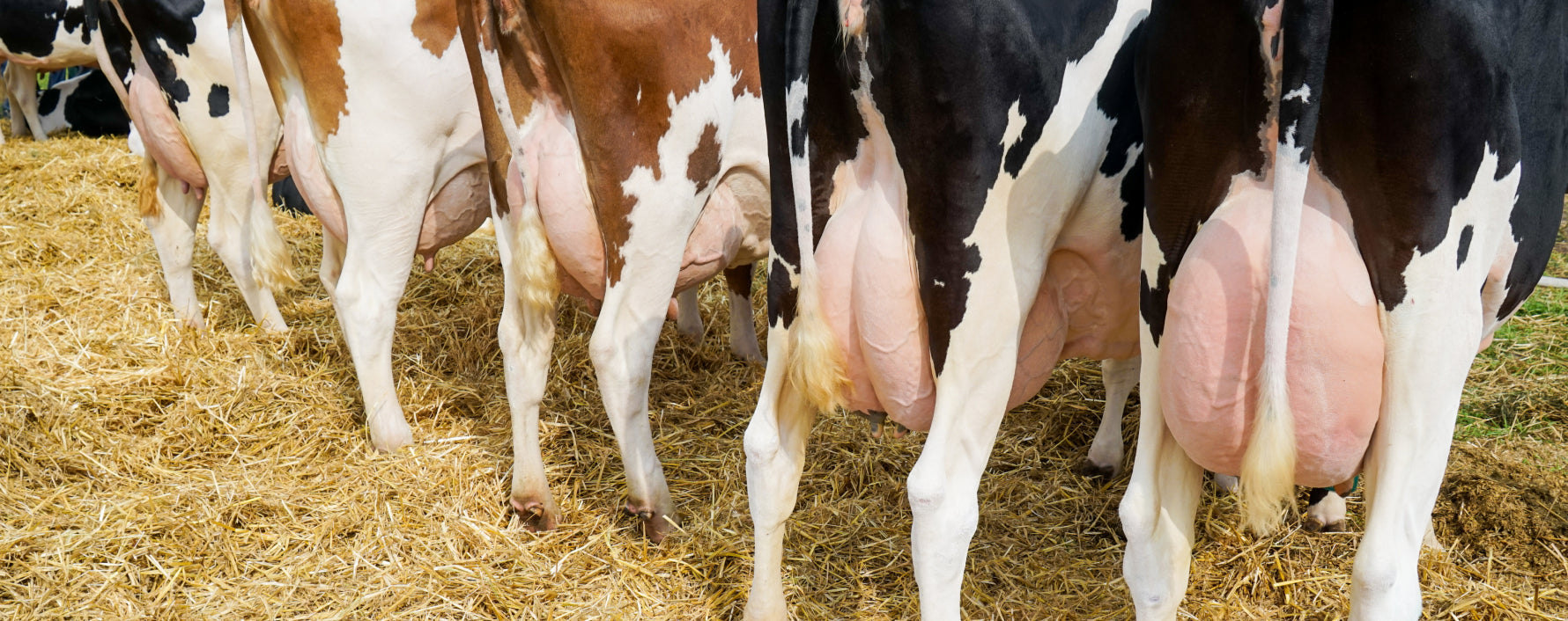 Milchkühe mit Euterentzündung/Mastitis im Stall