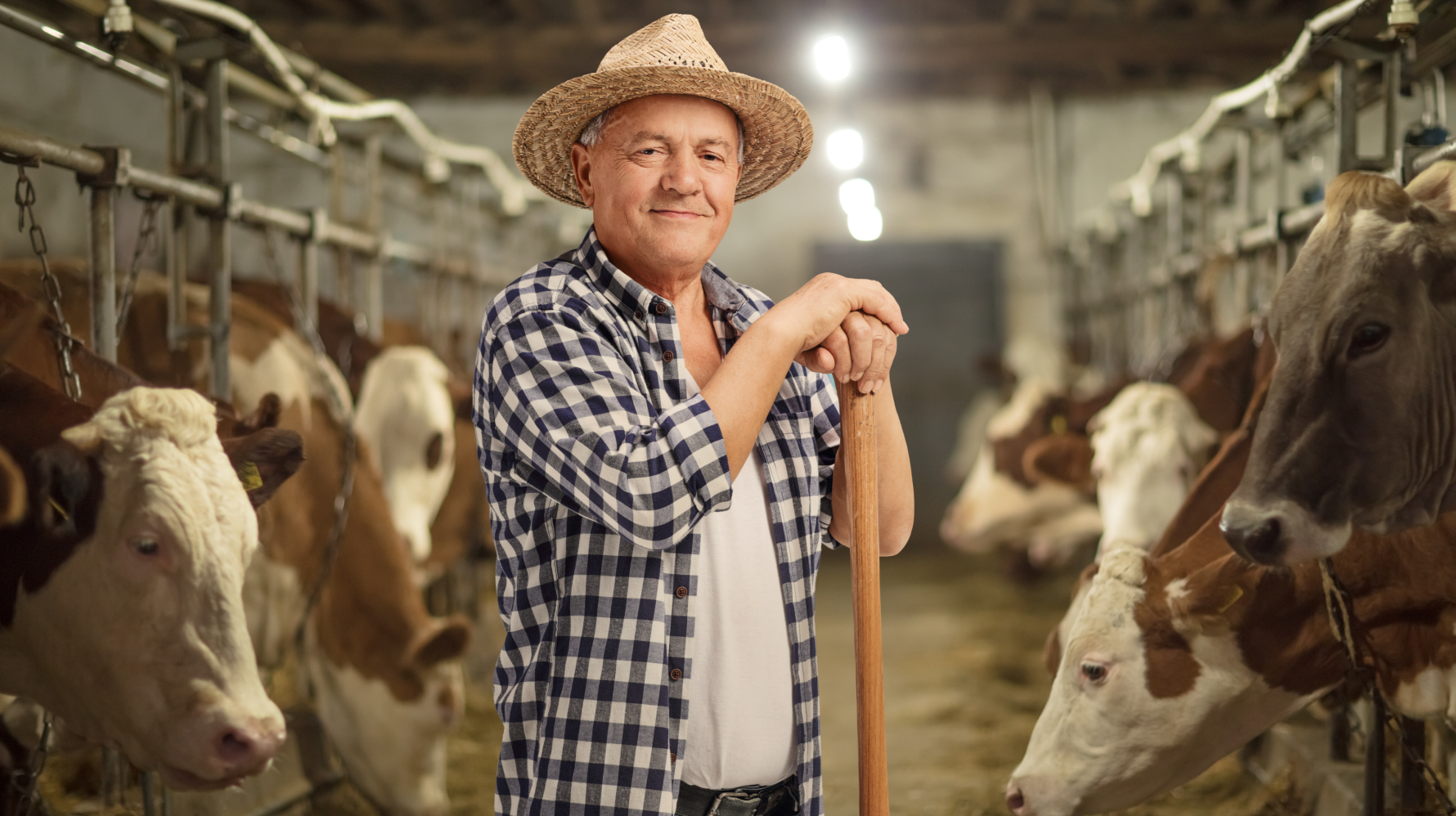 Wundheilung bei Rindern: Tipps und Maßnahmen für gesunde Tiere