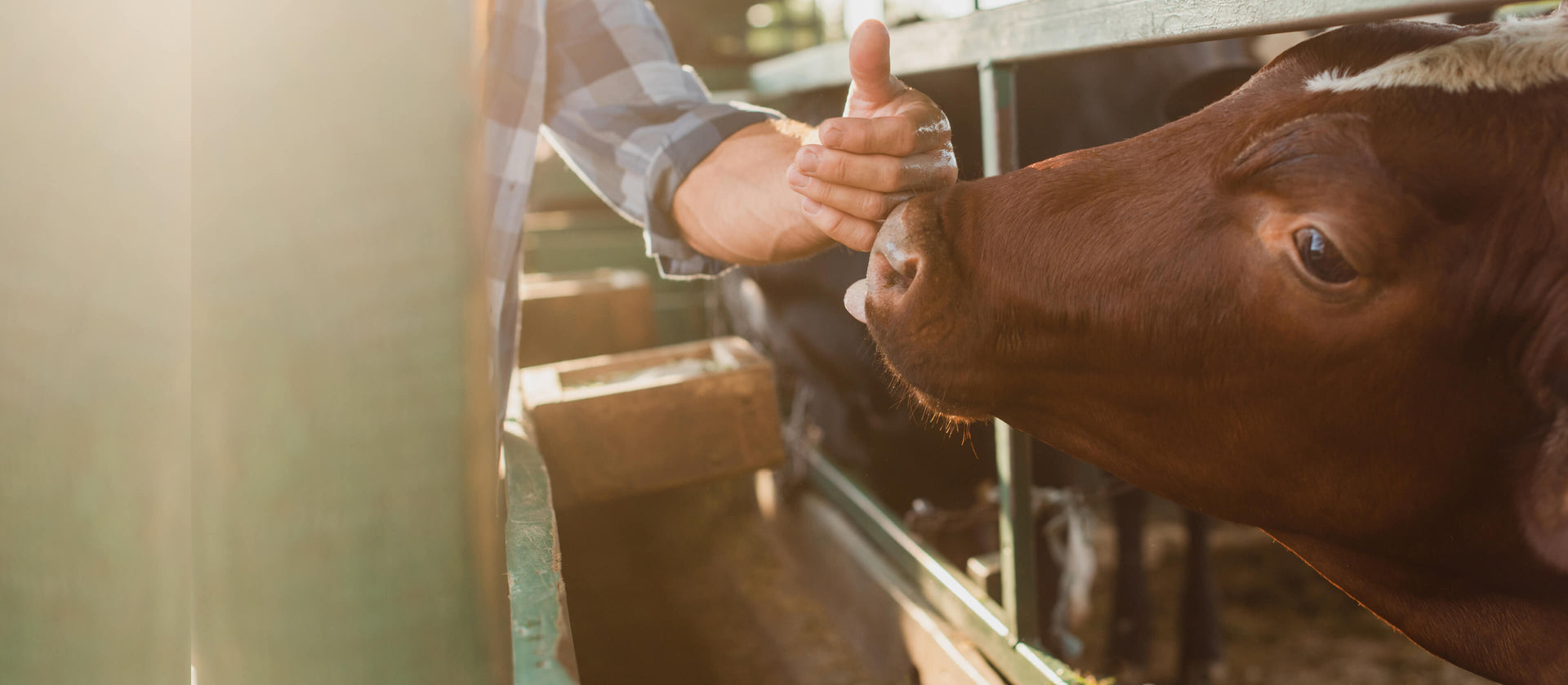 Gesunde Kuh leckt Hand vom Landwirt Bauern zeigt Vertrauen - PecuVital