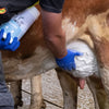 Landwirt wendet Die Kuhle essigsaure Tonerde zum Kühlen und Behandeln einer Euterentzündung bei Milchkühen an