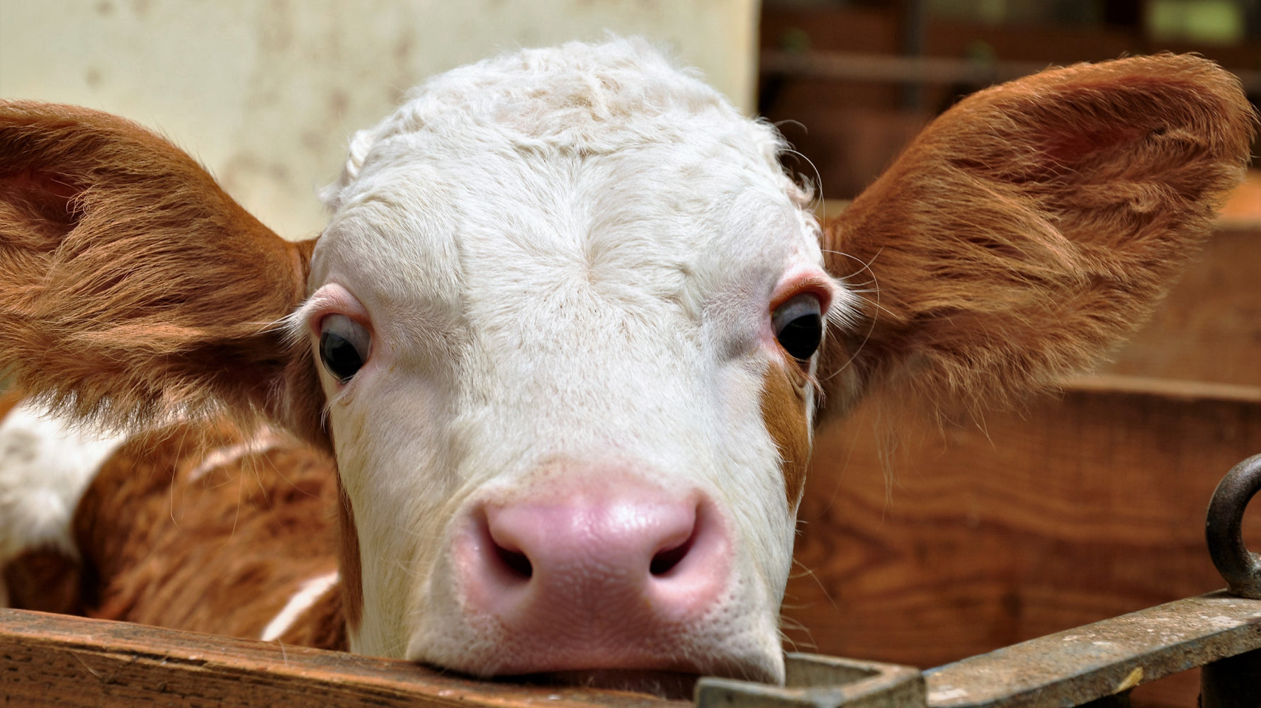 Kalb_Die Aktive gegen Kälberdurchfall