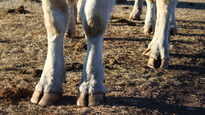 Klauenentzündung bei Rindern: Ursachen, Symptome, Behandlung und Prävention