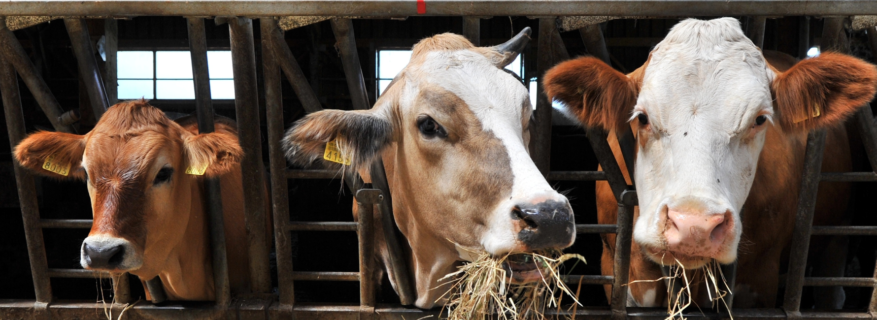 Ketose bei Kühen: Wie Sie die Stoffwechselkrankheit behandeln und dieser vorbeugen