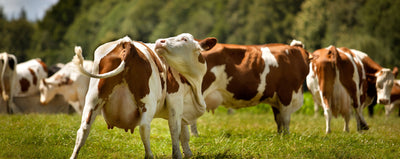 Euter-Schenkel-Dermatitis bei Milchkühen