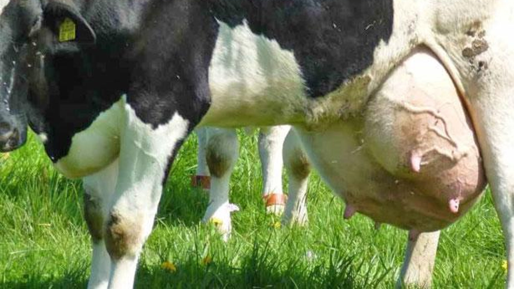 Kuh mit Euterödem_PecuVital hilft