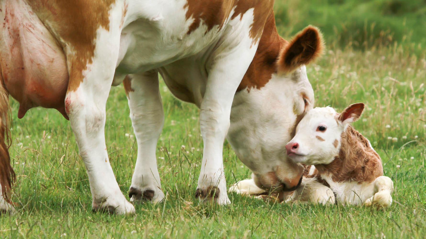 Kuh mit Euterödem Wassereinlagerung sorgt für ihr Kalb PecuVital
