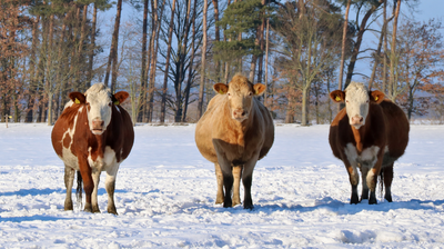 Trächtige Kühe im Winter: Energiebedarf erhöhen und Gesundheit sichern