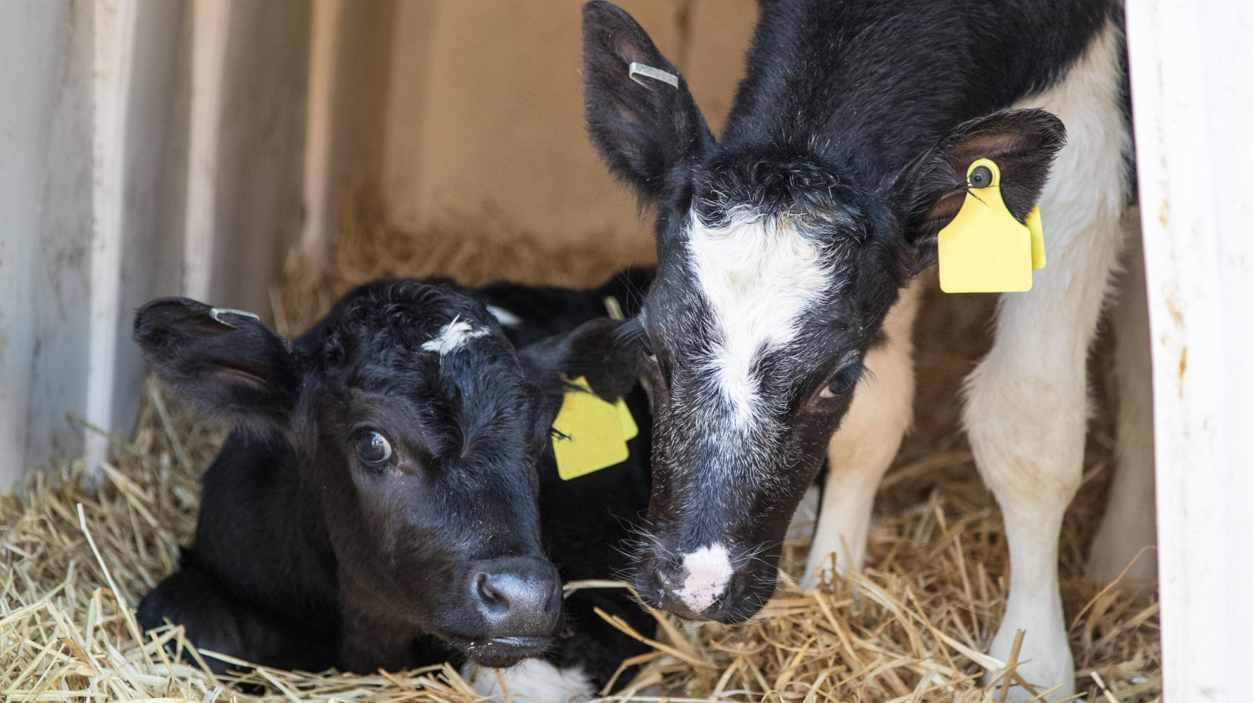 PecuVital_Die Aktive_Präventiv für schwache Kälber und Zwillingsgeburten