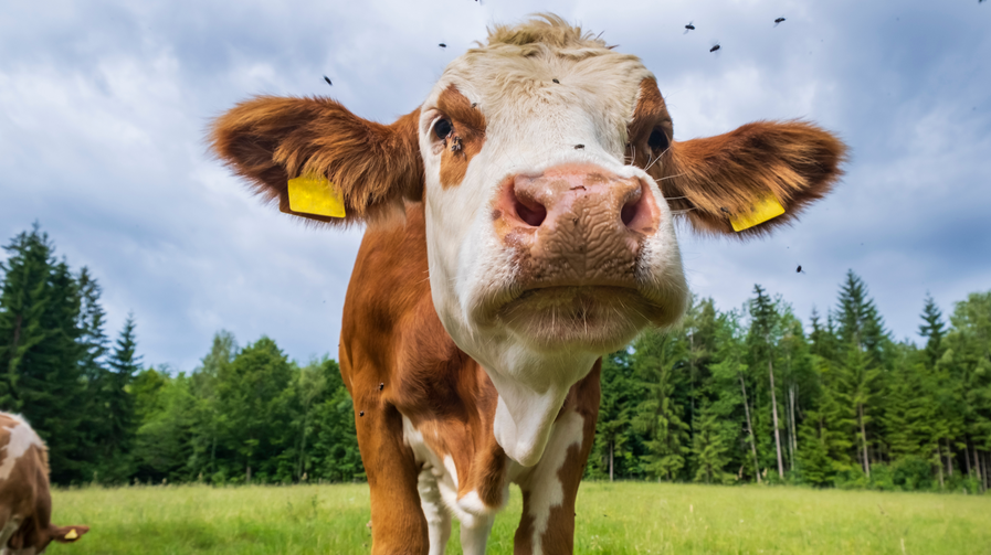 PecuVital Die Starke als natürliche Insektenabwehr
