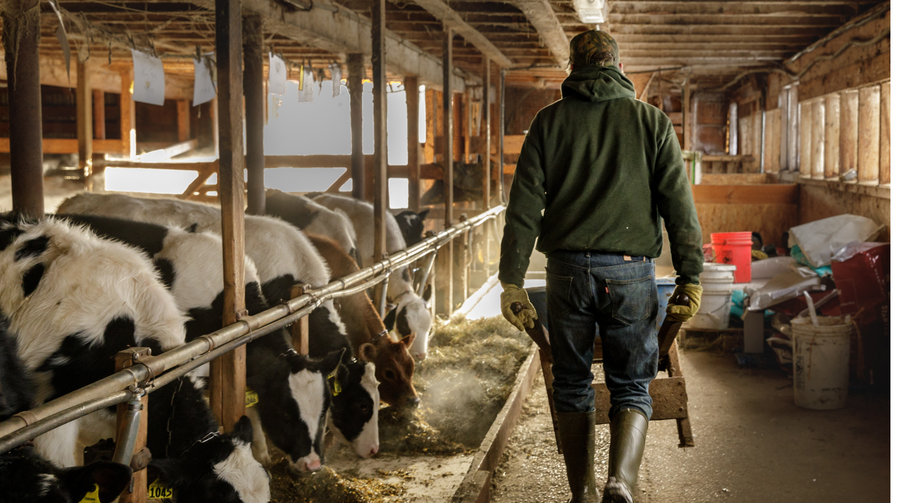 Landwirt Matthias über die Wirkung von 'Die Sanfte' & 'Die Kuhle' bei einer Jungkuh mit verkrusteten Zitzen
