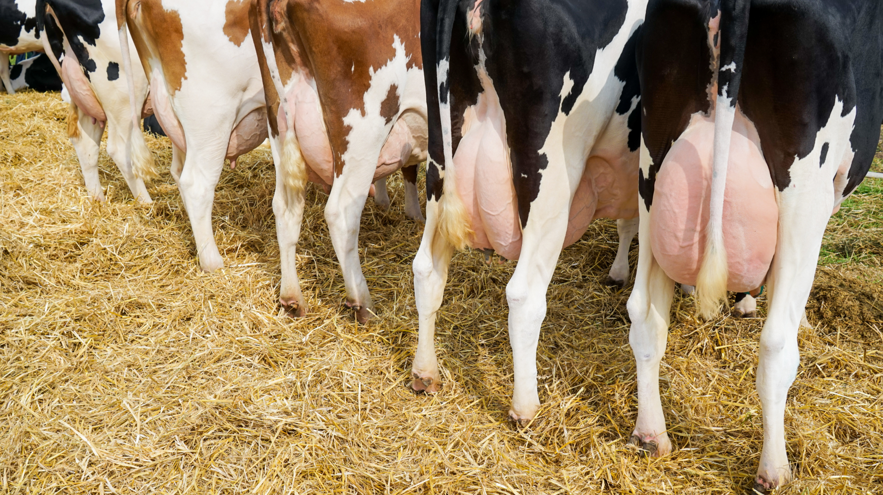 PecuVital_Mastitis im Winter_Das Mastitis Paket hilft