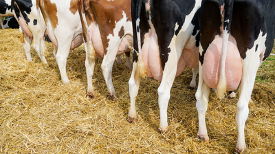 Mastitis im Winter: So schützt du deine Kühe vor Euterentzündungen