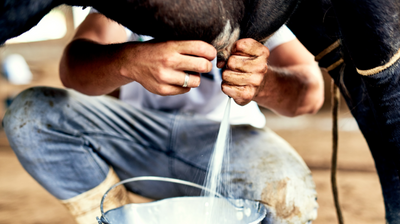 Top-Milchleistung beginnt nicht im Melkstand – sondern beim Euter der Kuh