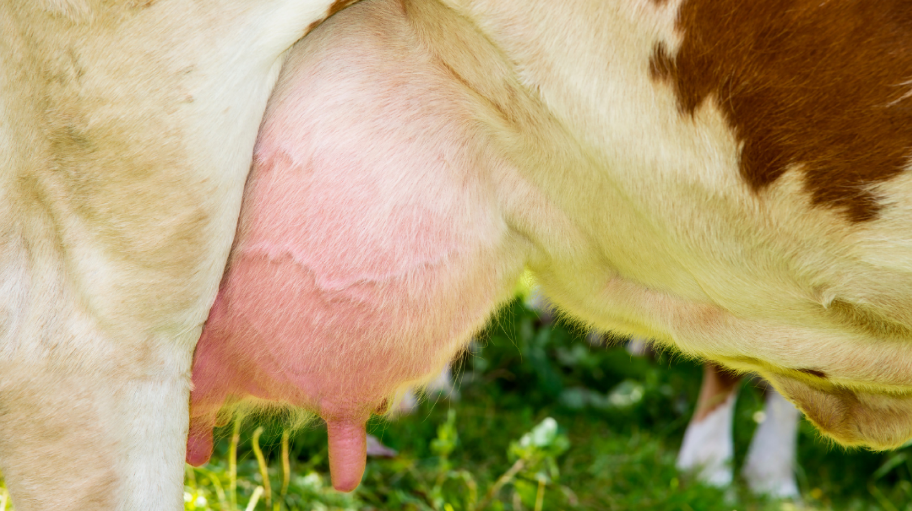 Wenn das Euter im Frühling warm wird: Warum frühes Kühlen jetzt so wichtig ist
