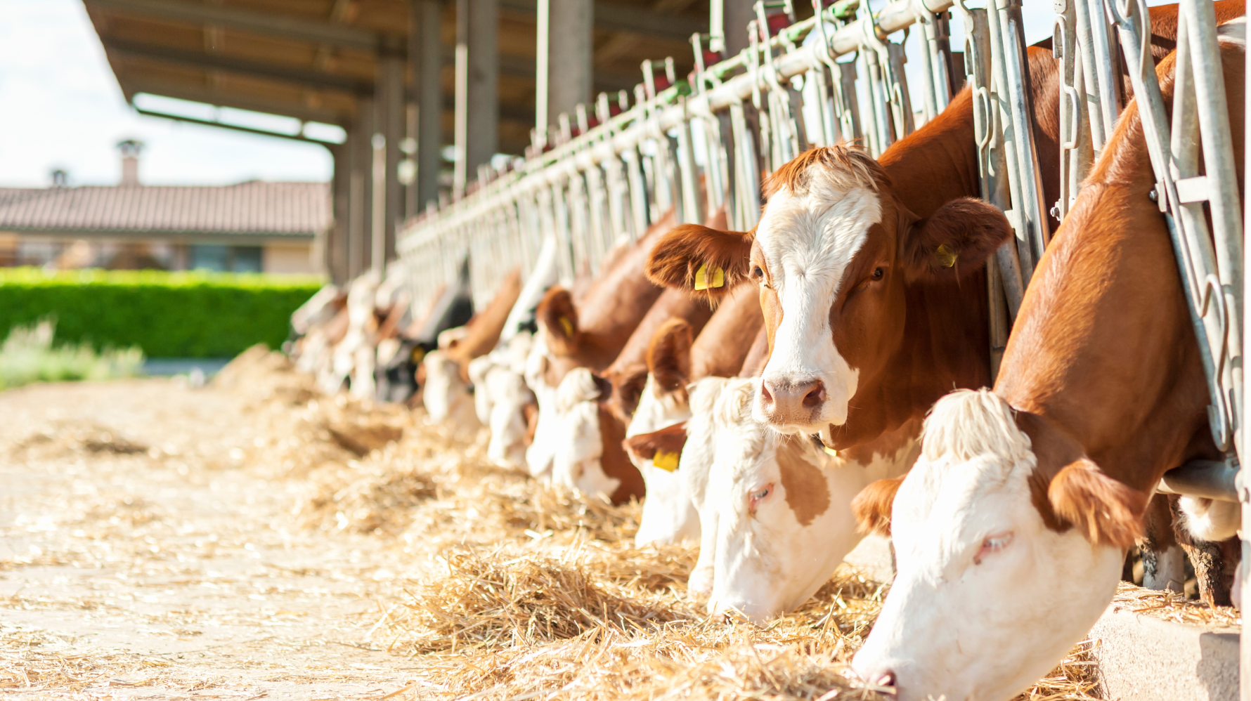 Ganzheitliche Ansätze zur Verbesserung der Tiergesundheit im Stall